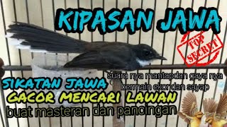 suara burung kipasan jawa/ sikatan jawa gacor mencari lawan jemprak