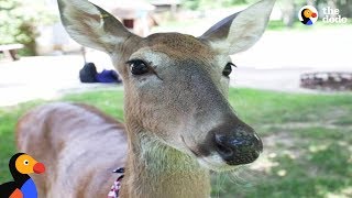 Sweetest Rescued Deer Helps Mom Overcome Cancer | The Dodo