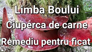 Ciuperca de carne - Limba Boului/Delicioasa și medicinala/ Moșneagul pădurii/ Rețetă și identificare