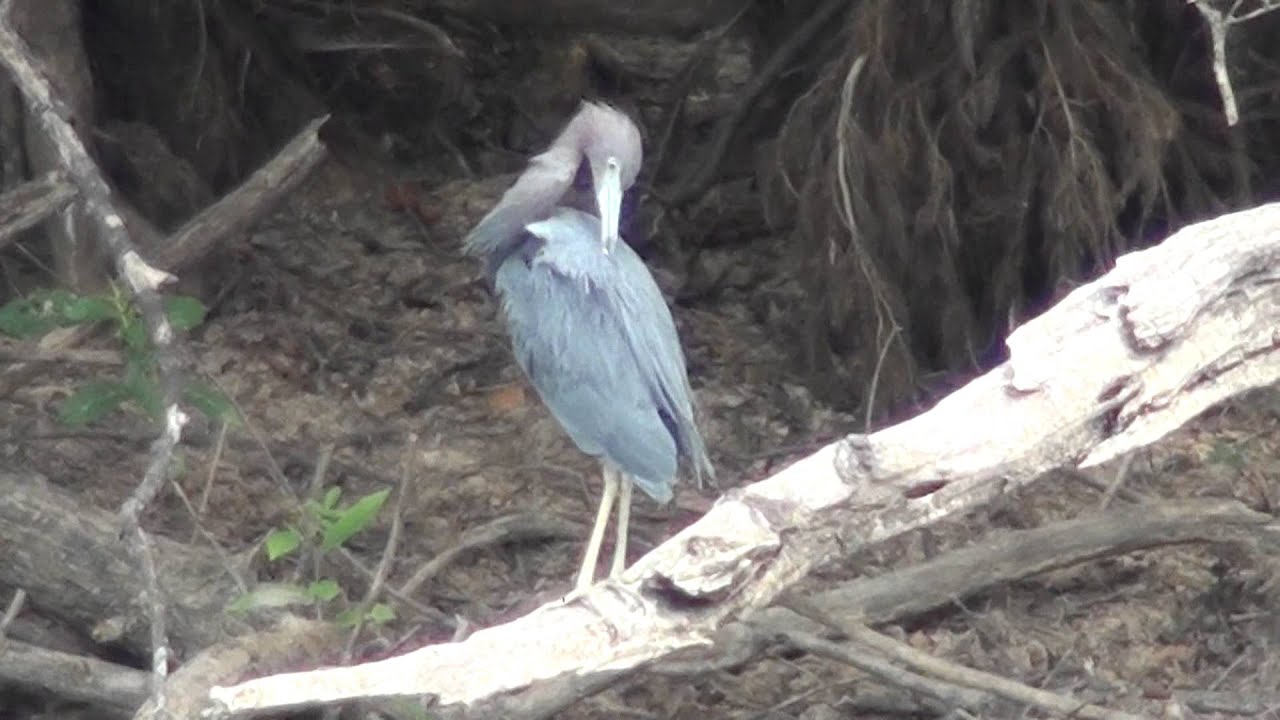 Altamaha River Wildlife Exploration with my MOKAI YouTube