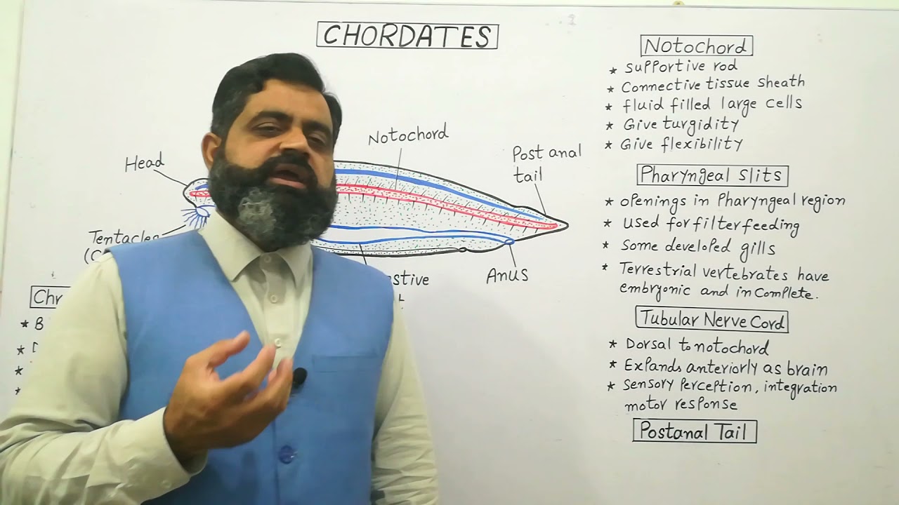 Phylum Chordata English medium 