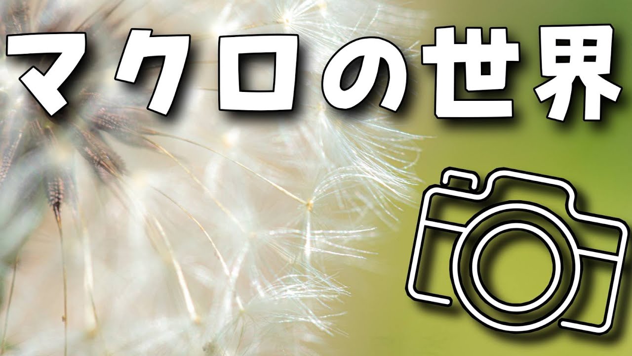 世界が変わる【マクロ撮影】Micro105mmF2.8で玉川上水緑道をお写んぽ！