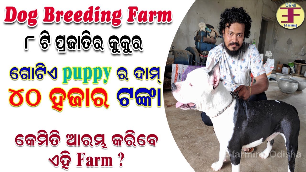 Dog farming in odisha (କେମିତି ଆରମ୍ଭ କରିବେ କୁକୁର ଫାର୍ମ ?). YouTube
