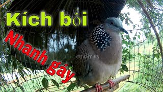 Download Chim Cu Gáy Gọi Hay Kích Bổi Tập Mồi Hiệu Quả Video MP3 Chim Cu Gáy Gọi Hay Kích Bổi Tập Mồi Hiệu Quả