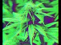 PERFECT HIGH 432HZ CHILL SYNTHWAVE MARIJUANA MUSIC WITH SUBLIMINAL CANNABIS AFFIRMATIONS LOA