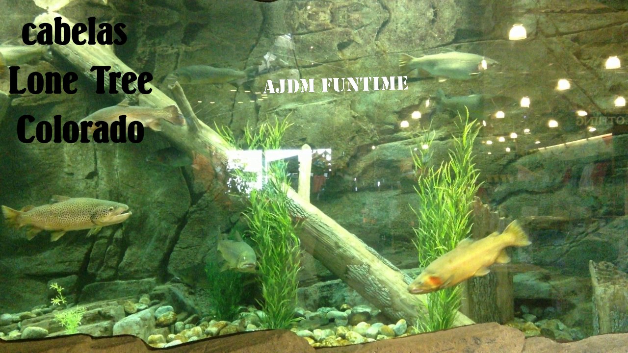 Huge Fishes Cabelas Lone Tree Colorado Aquarium YouTube