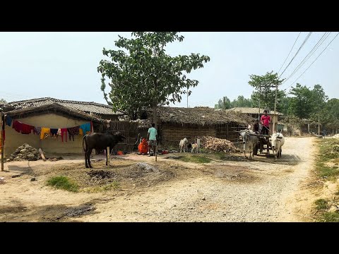 Vídeo: Teahouse Camina En Nepal Sin Multitudes