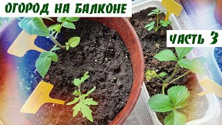 ОГОРОД на подоконнике для начинающих