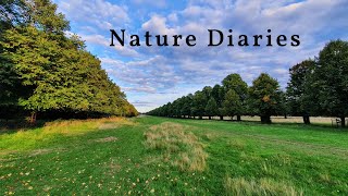 An Autumnal Walk Through Bushy Park, London - Nature Diaries by Conservation Chat UK 142 views 1 year ago 10 minutes, 9 seconds