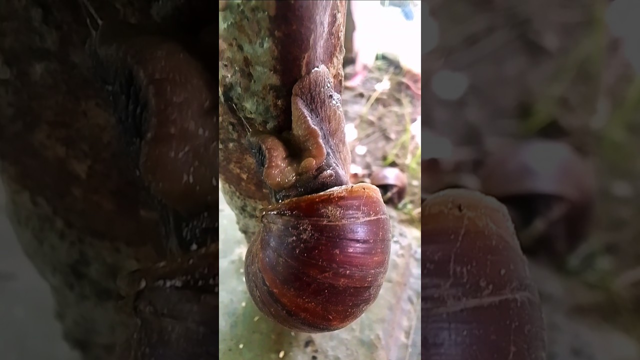 Burgundy snail shorts video | 