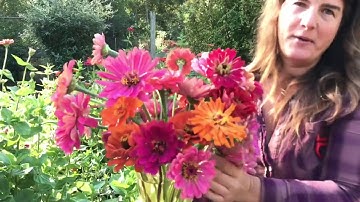 Cutting Zinnias For Bouquets
