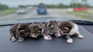 :           saving homeless kittens