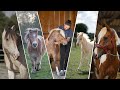 Prsentation de mes 16 chevaux  