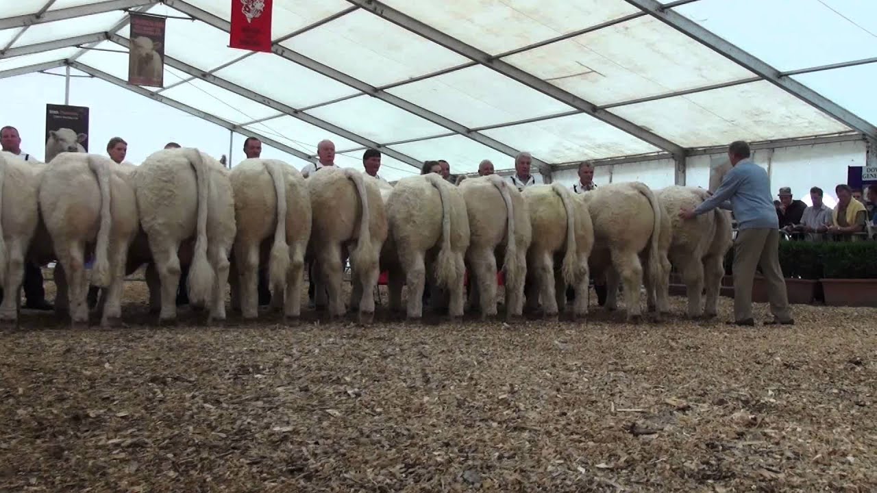 Male Classes - National Charolais Show 2014
