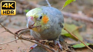 Curious Cockatiel Exploring The Forest Floor 4K • Cute Bird Sounds & Peaceful Nature Ambience 