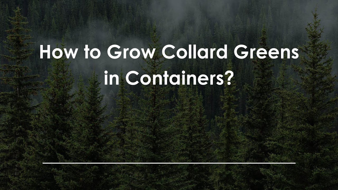 How to Grow Collard Greens in Containers? - YouTube