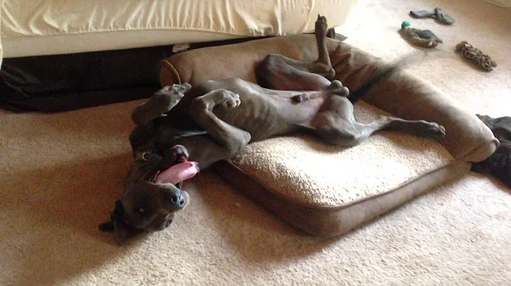 Apollo Doesn't Want To Wake Up