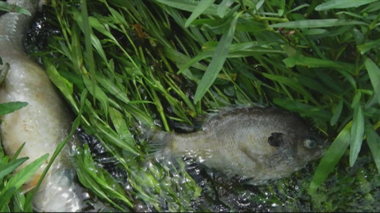 ADEM investigates chemical spill in river