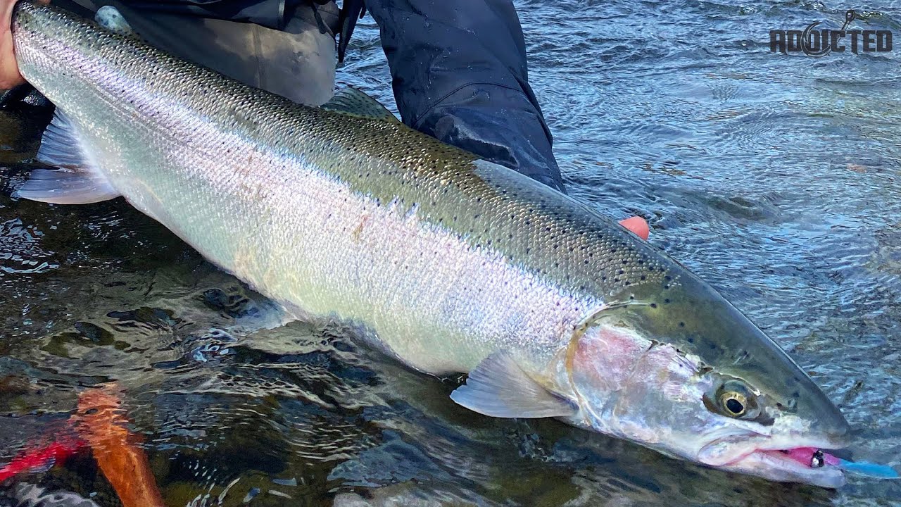 LATE Winter STEELHEAD Fishing With @NWFishingSecrets 