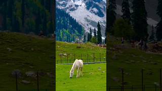 K A S H M I R ⛰️🥰#sonmarg #gulmarg #kashmir #kashmirtourism #reels