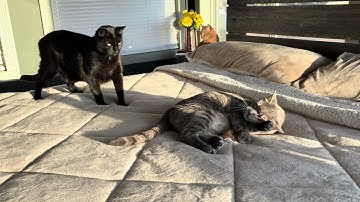 Catnip Party! 😻 All 4 Kitties Having the Best Time 💚🐾