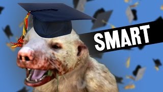 Celebrity Honey Badger Is Smart Net Worth