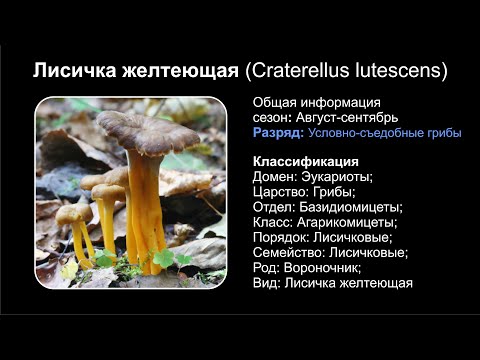 Лисичка желтеющая (Craterellus lutescens)