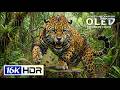 Amazing 16K HDR Video ULTRA HD 120 FPS | Dolby Vision