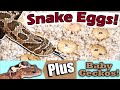 How to Prep Hognose Snake Eggs for Incubation