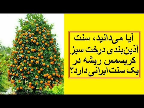 تصویری: آیا درختان سرو همیشه سبز هستند؟