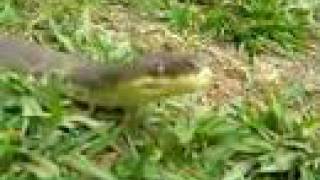 macklots python out in the yard