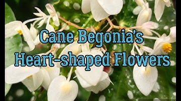 Cane Begonia - Maculata (Original), Pink Rubra, Maculata Albo Picta & Begonia Sinbad Inflorescence