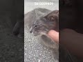 Wild female feral cat live from Florida