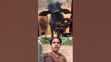 Humanity (6) 😎❤️ Sigma rule | inspirational quotes | motivational quotes #shorts #motivational