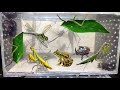 hunt predators and beautiful insects,big grasshopper,leafhopper,rhinoceros beetle,praying mantis
