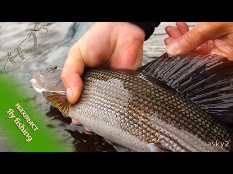 ловля семги на малых реках ловля семги на малых реках