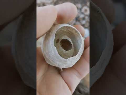Мынау қандай араның ұясы? #ара #пчелы - YouTube