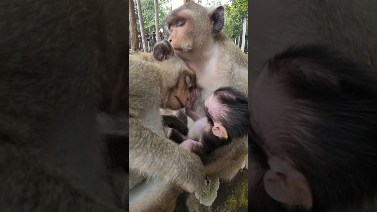 Jazzy with beautiful lovely baby monkey 🐒 Jiva sweet with Jonna 