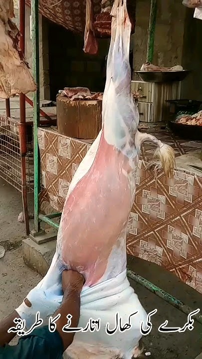 how-to-remove-goat-skin-shorts-goat-viral-bakra-qurbanistatus