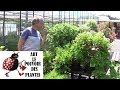 Chaine de jardinage pelargoniumodoranttomentosum comment faire une bouture granium