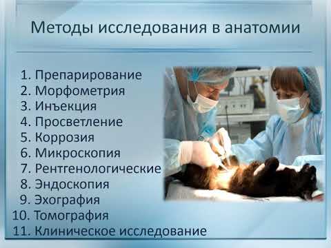 Методы  анатомии