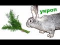 Можно ли давать кроликам укроп