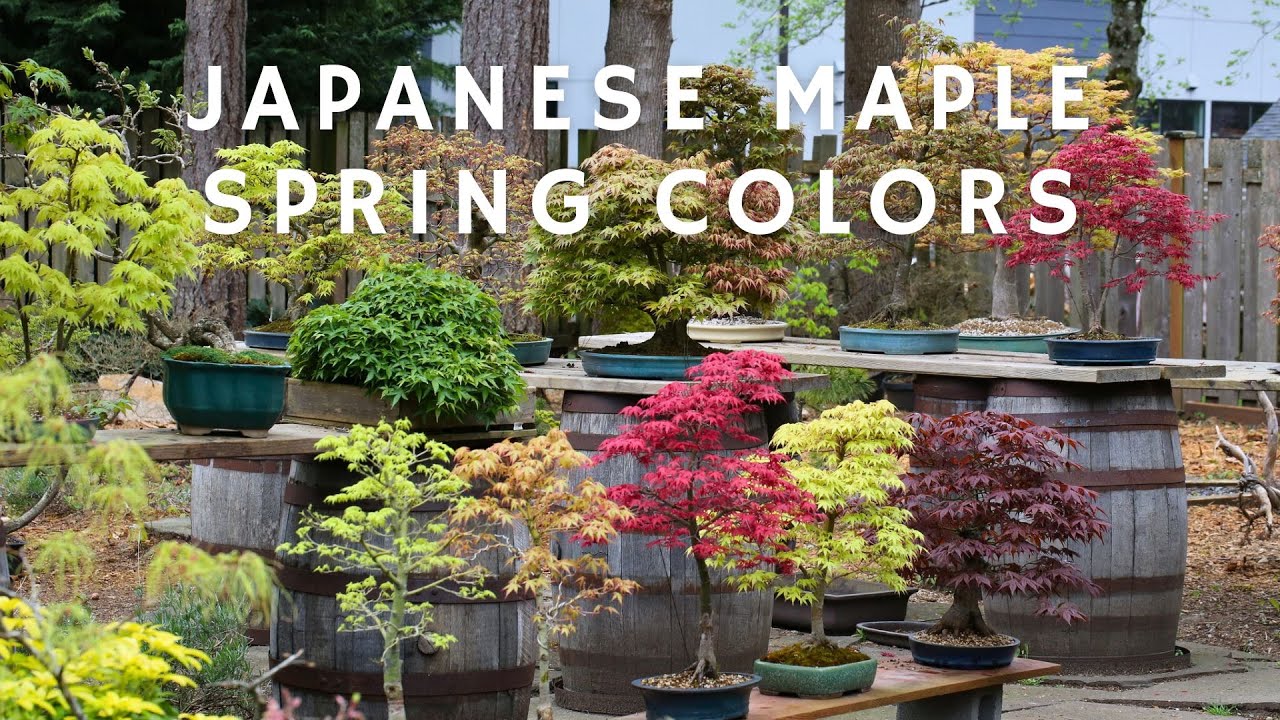Amazing Spring Colors on Japanese Maple Bonsai