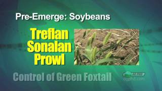 Weed of the Week #624-Green Foxtail (From Ag PhD #624 3/21/10)