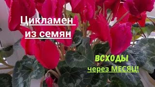 Π²ΠΈΠ΄Π΅ΠΎ: πΈ Π¦ΠΈΠΊΠ»Π°ΠΌΠ΅Π½ ΠΈΠ· ΡΠ΅ΠΌΡΠ½ πΈ ΠΡΡ
ΠΎΠ΄Ρ ΡΠ΅ΡΠ΅Π· ΠΠΠ‘Π―Π¦! πΈ Π§Π°ΡΡΡ 2 ΠΊΠ°ΡΡΠΈΠ½ΠΊΠ°: πΈ Π¦ΠΈΠΊΠ»Π°ΠΌΠ΅Π½ ΠΈΠ· ΡΠ΅ΠΌΡΠ½ πΈ ΠΡΡ
ΠΎΠ΄Ρ ΡΠ΅ΡΠ΅Π· ΠΠΠ‘Π―Π¦! πΈ Π§Π°ΡΡΡ 2