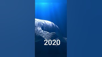 Bloop evolution 1999-2023
