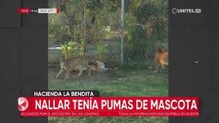 Tres pumas fueron hallados en una hacienda de Misael Nallar, el acusado de la ejecución en Porongo