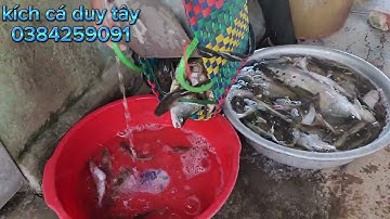 cá lăng sông . cá thát lát máy kích cá. pin lithium lh 0384259091