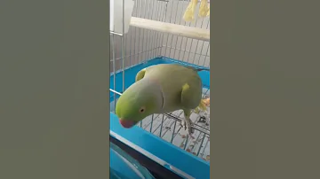 مست کردن طوطی ملنگو طوطی سخنگو Short Shortsvideo 