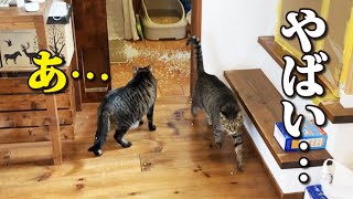 猫、やらかすもしれっと逃げる。